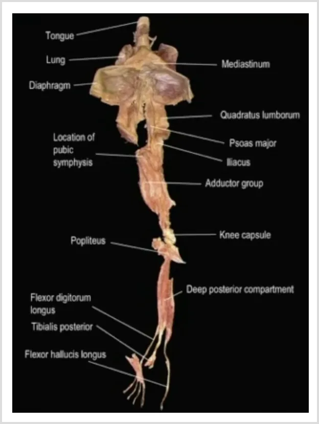 Dissection of a continuous chain of deep muscles and fascia running from the toes and lower leg, through the thigh, pelvis, lower abdomen and diaphragm, and up through the chest to the tongue. White labels mark the tongue, lung, diaphragm, mediastinum, quadratus lumborum, psoas major, iliacus, adductor group, knee capsule, popliteus, tibialis posterior, flexor digitorum longus and flexor hallucis longus.